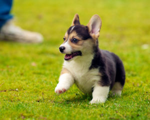 Puppy in grass field