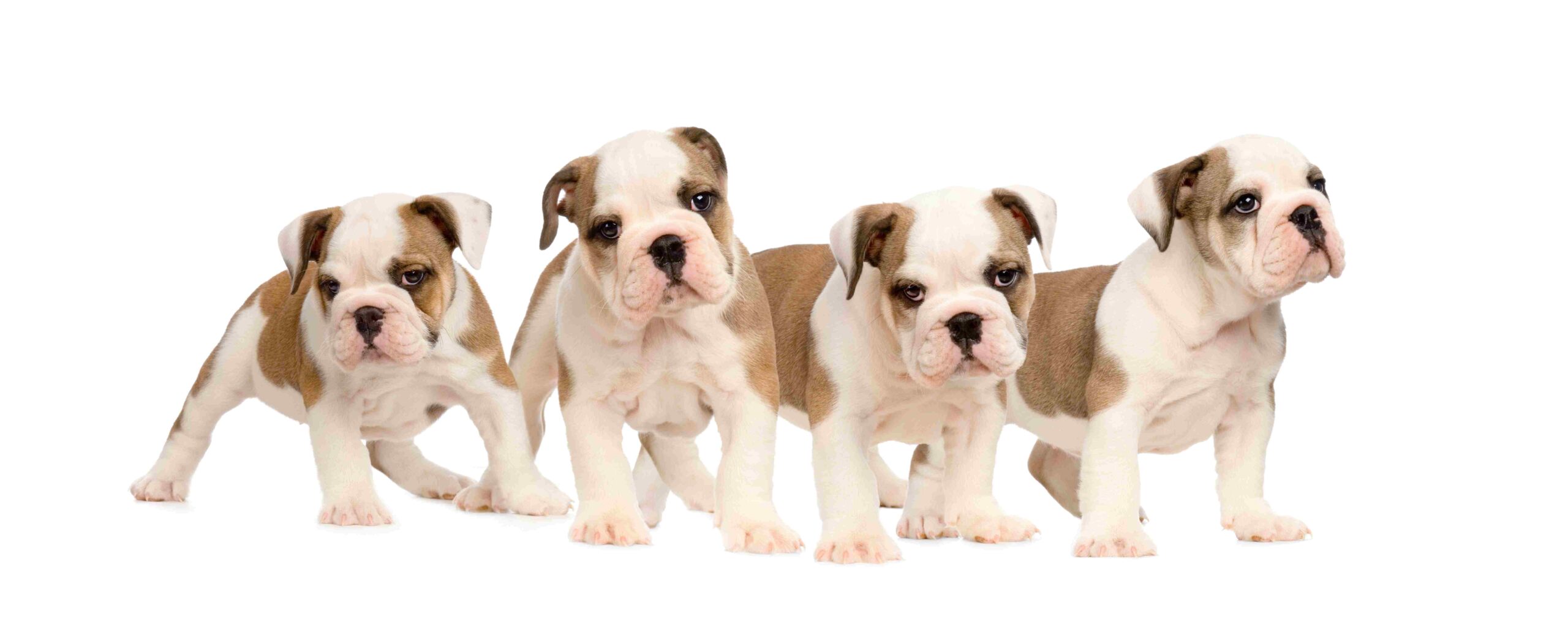 big stock photo of English Bulldog Puppies with white background.